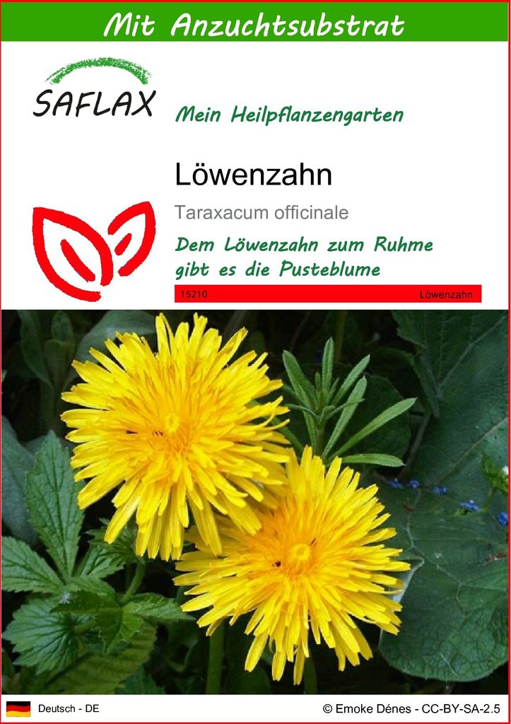SAFLAX - Heilpflanzen - Löwenzahn - 200 Samen - Mit keimfreiem Anzuchtsubstrat - Taraxacum officinale