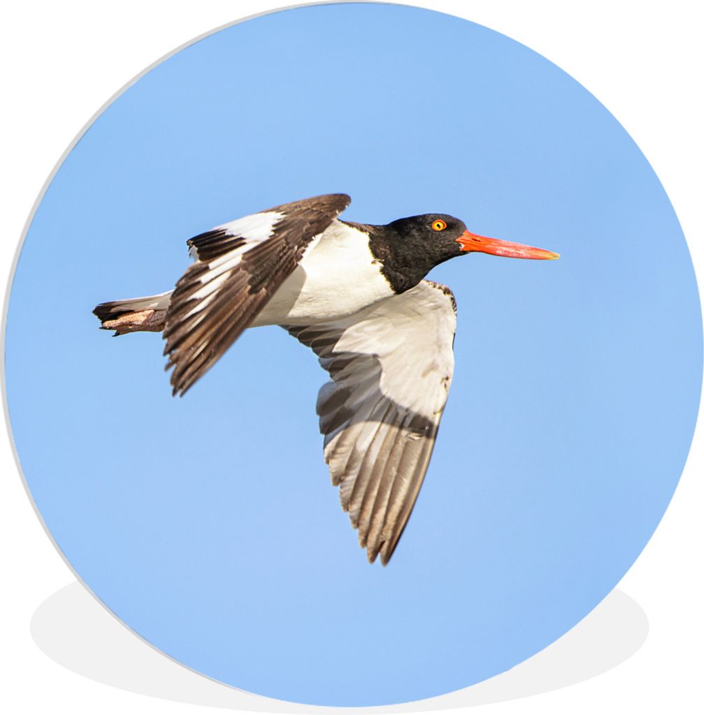 MuchoWow Rundes Wandbild - Runde Bilder Ein fliegender und farbenfroher Austernfischer im Flug Ø 60 cm Kreis Wanddekoration Kunststoff - Wandkre...