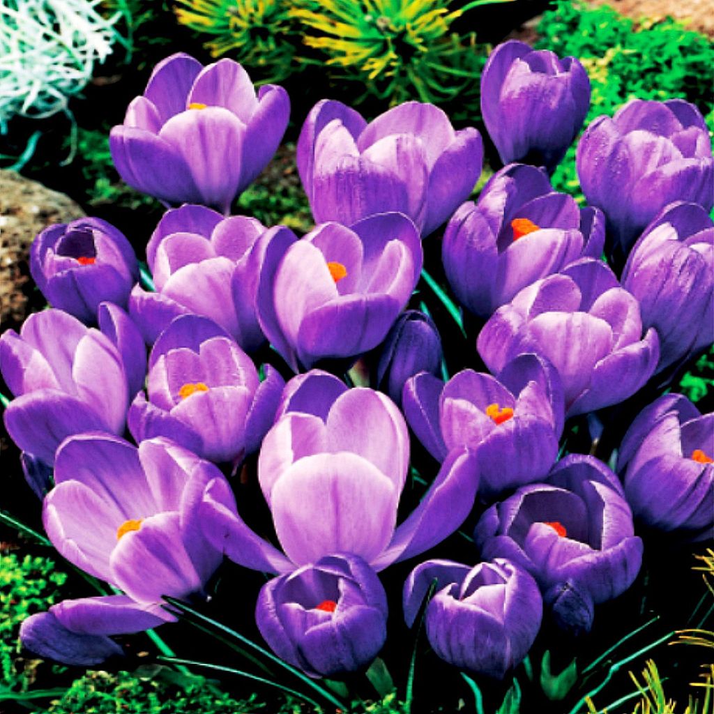 Kvetinové cibule Cibule Crocus Veľkokvetý Crocus Obrázok produktu 