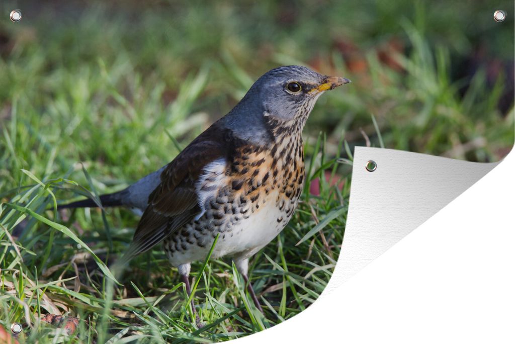 MuchoWow 60x40 cm Outdoor-Poster Gartendeko Sichtschutz Garten Poster für den Garten Eine Feldsperling im Gras