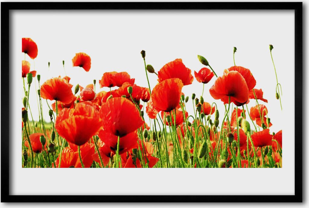 Bild 60x40 MDF-Rahmen Wandkunst Die Pflanze Mohn Natur