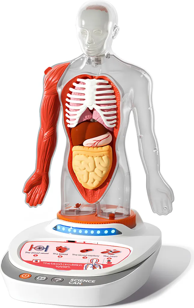 Maquette Corps Humain Articulée : Jeu de Sciences Éducatif Mon Corps