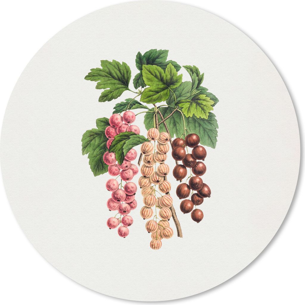 MuchoWow Mauspad Mousepad Obst - Weinlese - Beeren 40x40 cm - Mousepads - Maus Mat - Pad - Mausunterlage - Schreibtisch Accessoires