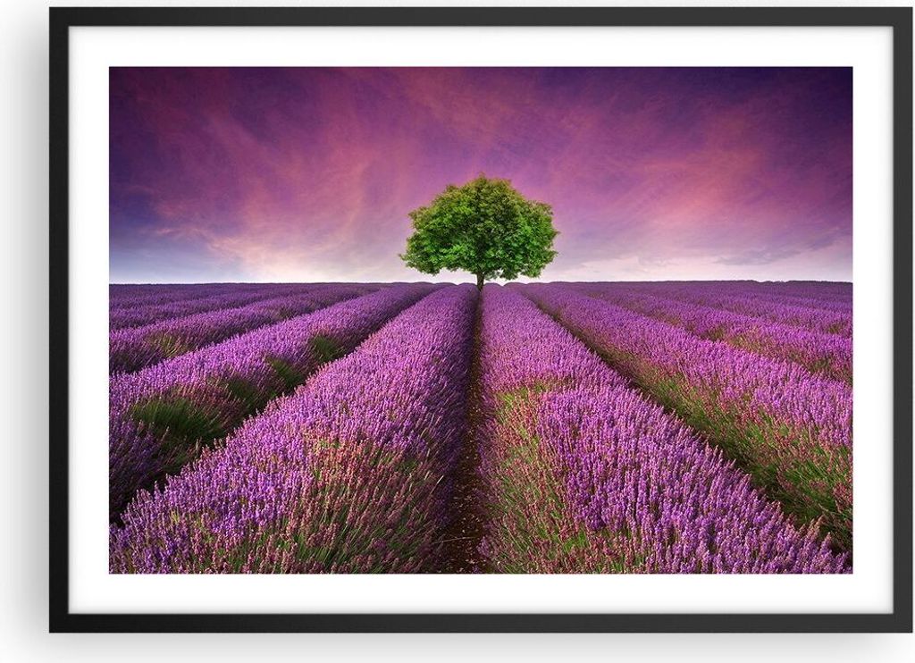 Gerahmtes Poster - Schwarzer Rahmen - Wiese lavenda Sommer Landschaft - 70x50 cm - Wand Bild - Wanddeko - Wandbilder - Wandposter - Bilderrahmen - ...