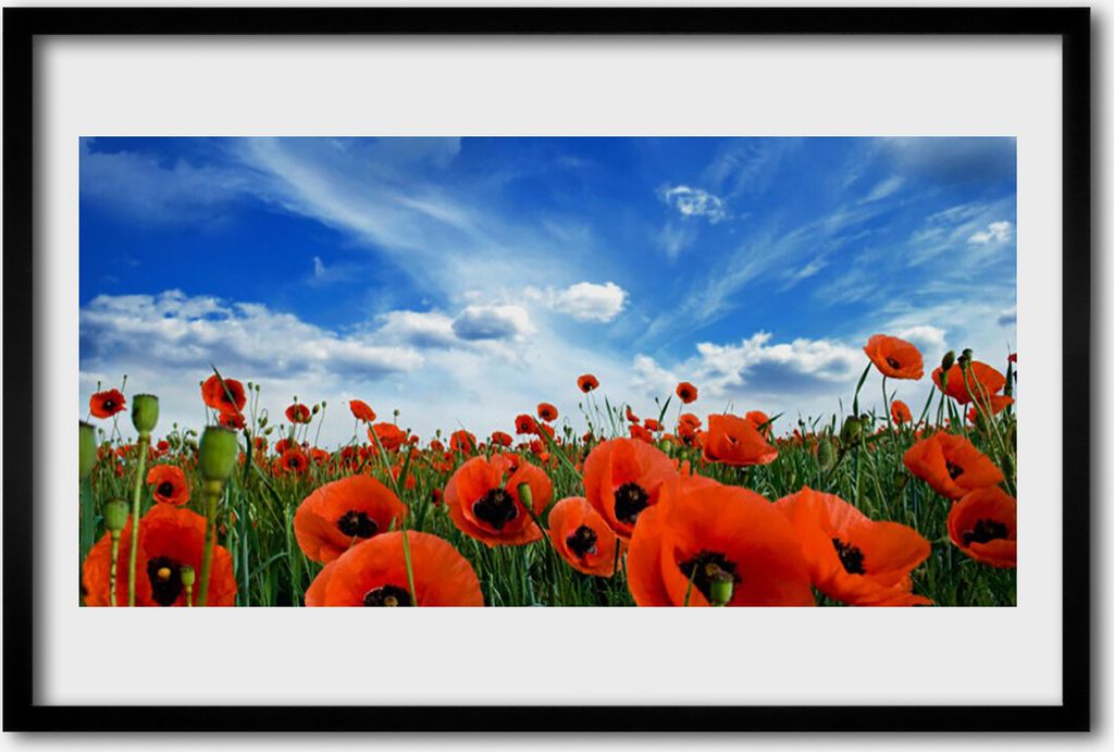 Bild 60x40 MDF-Rahmen Wandkunst Wiese Mohnblumen