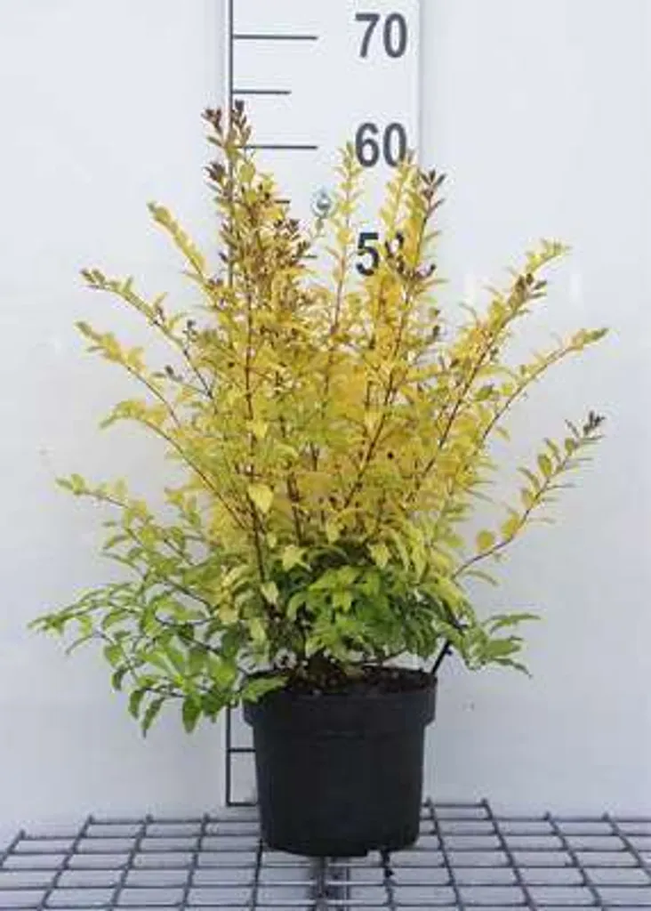 Créer une haie bicolore avec le Troène Lemon and Lime en pot 25-30 cm