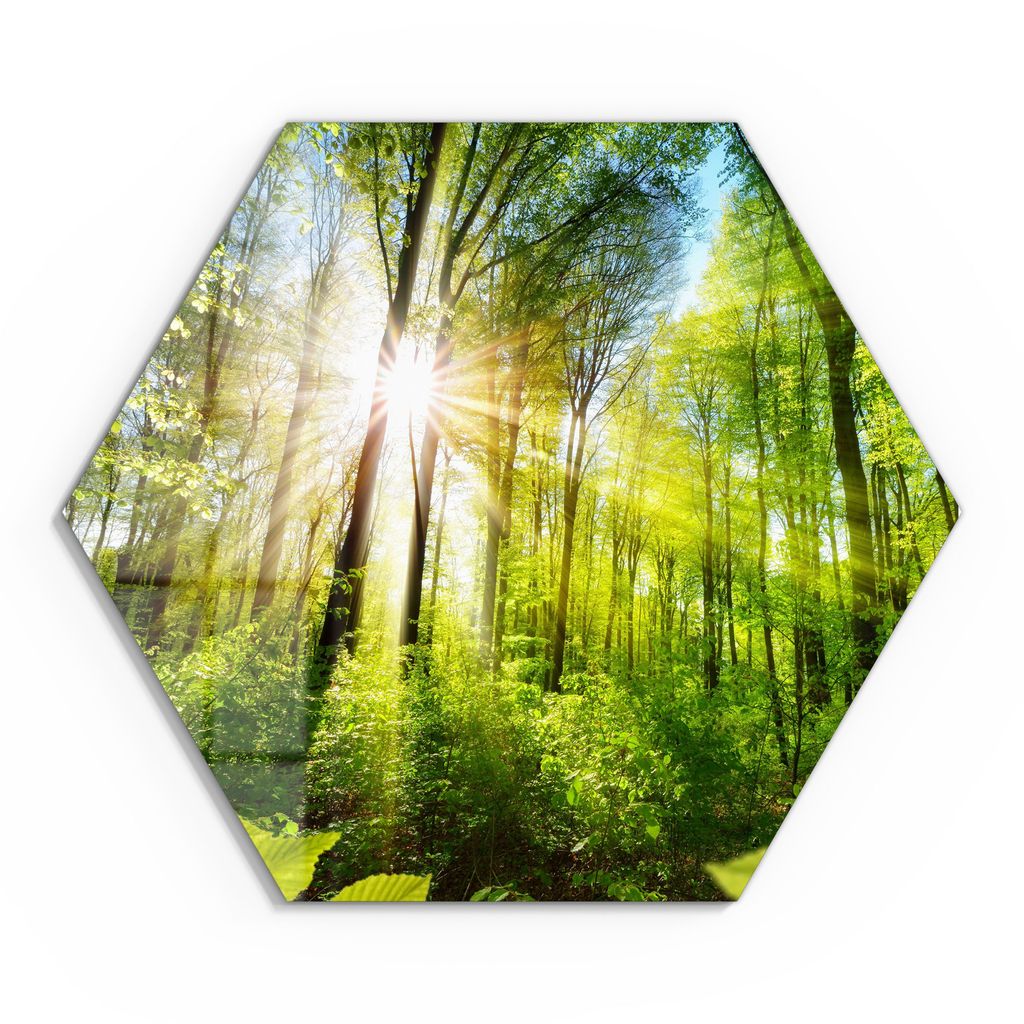 DEQORI Glasbild Echtglas 40x35 cm 'Licht durchdringt Bäume' Wandbild Bild modern Deko