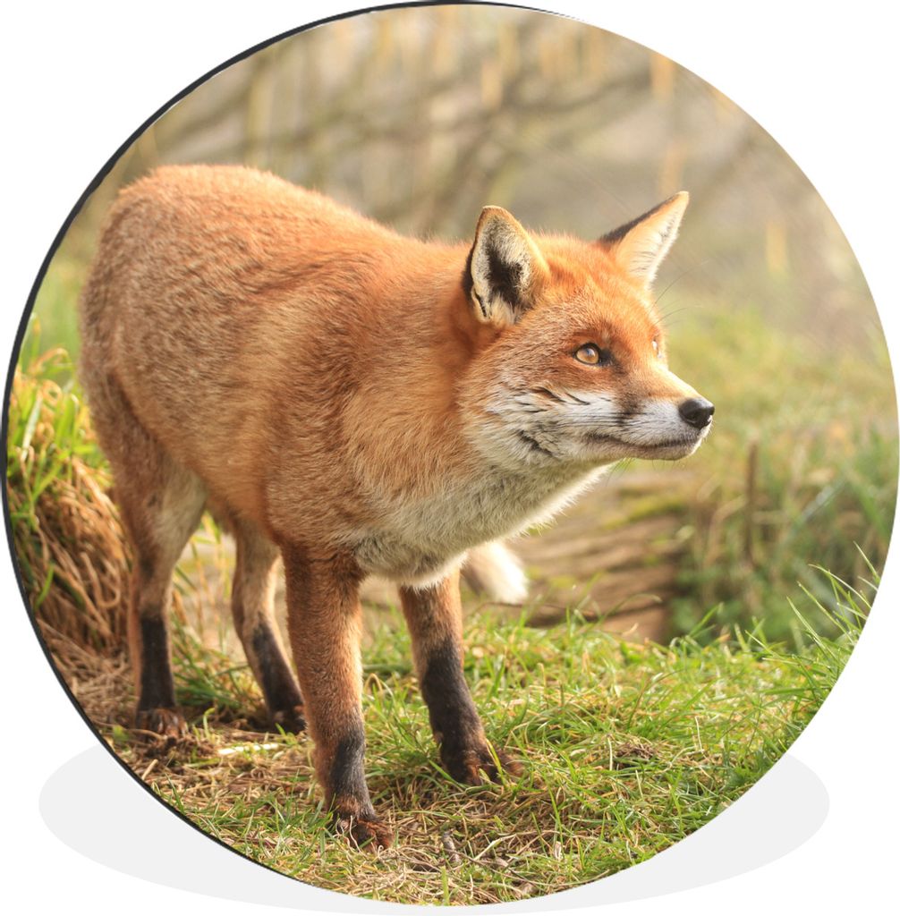 MuchoWow Aluminium Wandkreis Fuchs - Wald - Licht Ø 30 cm Wanddeko Modern Wohnzimmer - Wand Bild - Wohnzimmer - Runde Bilder - Alubilder - Kunst...