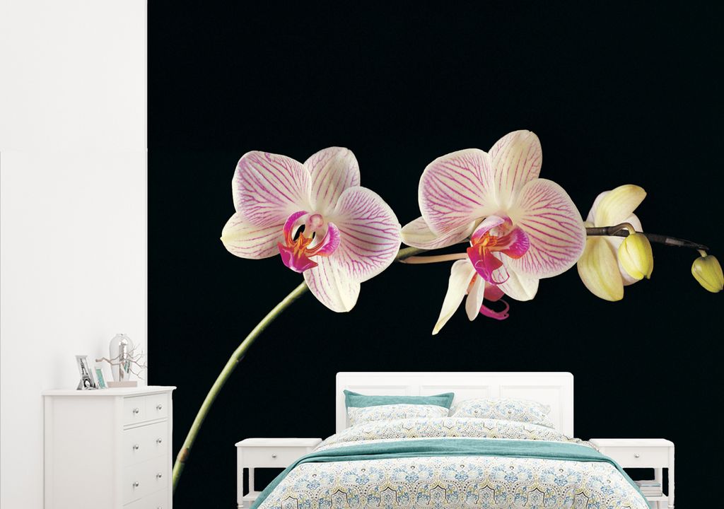 MuchoWow Fototapete für Wohnzimmer oder Schlafzimmer Wandtapete Vinyl Motivtapete Orchidee - Blumen - Schwarz - Rosa - Knöpfe - 315x260 cm - Ge...