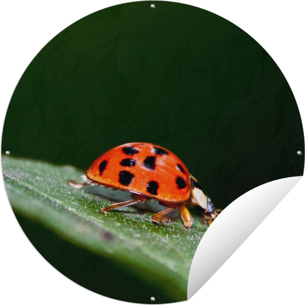 MuchoWow Gartenposter Outdoor-Poster Rund Makroaufnahme eines Marienkäfers Ø 150 cm Gartendeko Rundes Poster draußen