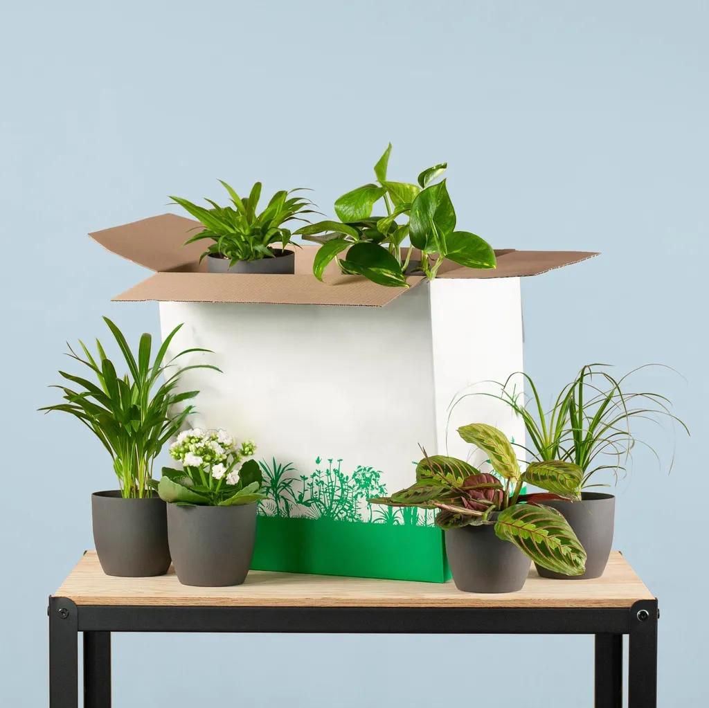 Lot de 6 Plantes d'Intérieur Faciles à Entretenir avec Pots Ecologiques
