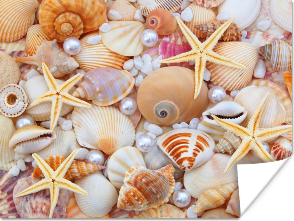 MuchoWow Poster Muscheln - Perlen - Seesterne - Strand 160x120 cm - Foto Plakat
