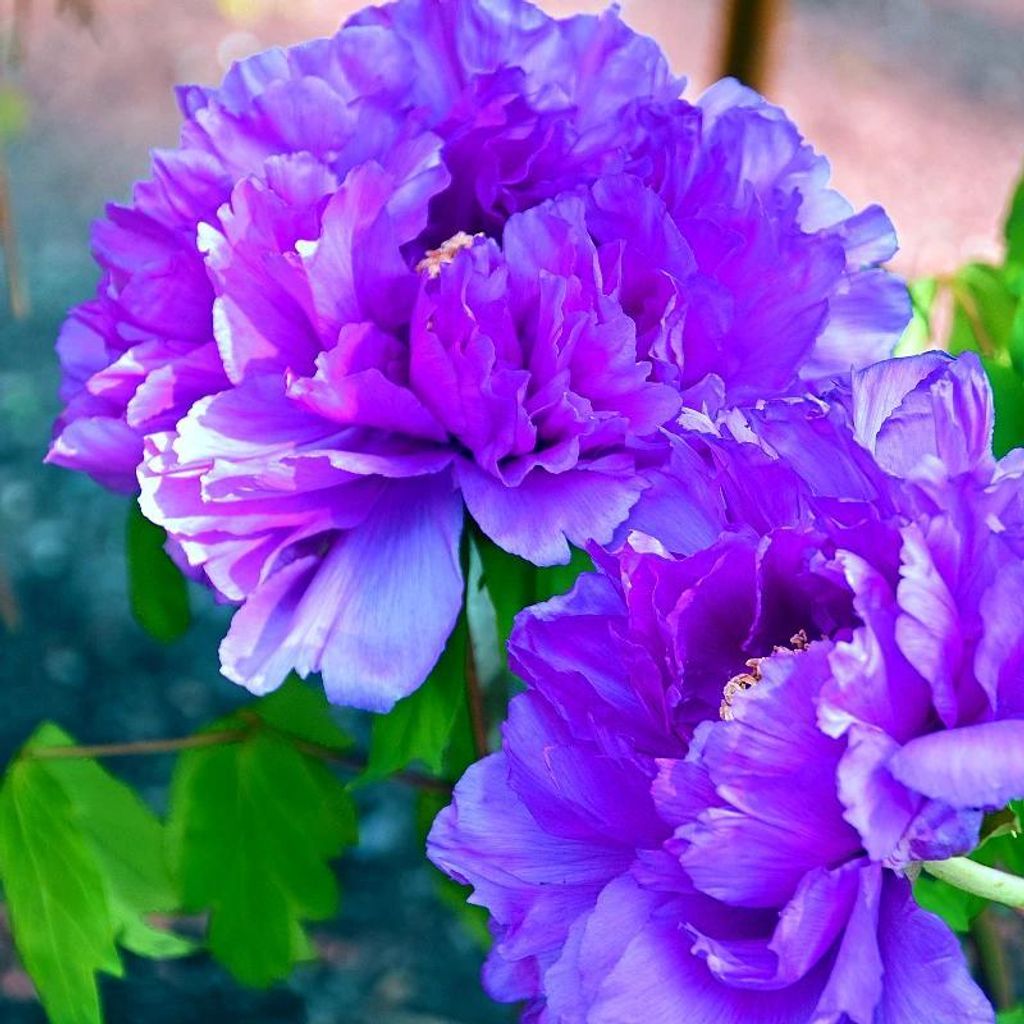 Paeonia suffruticosa 'Purple' – fioletowa piwonia Zdjęcie produktu 