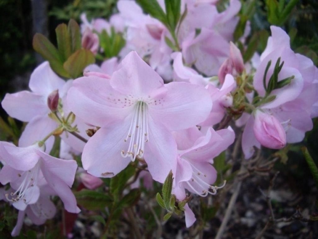 Wild Azalee - Rhododendron schlippenbachii 30-40cm