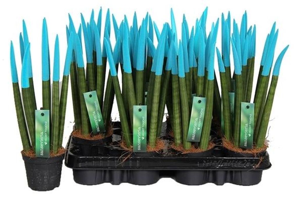 Sansevieria Cylindrica Straight – Spaghetti VELVET TOUCHZ® Zdjęcie produktu 