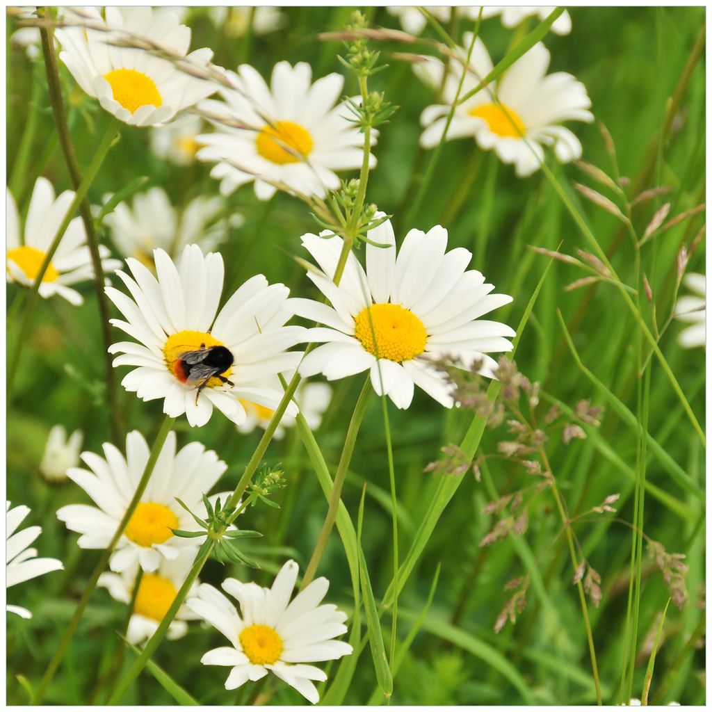 Wallario Sticker / Aufkleber für Kühlschrank / Geschirrspüler / Küchenschränke, selbstklebende Folie - 60 x 60 cm, Motiv: Margeritenwiese