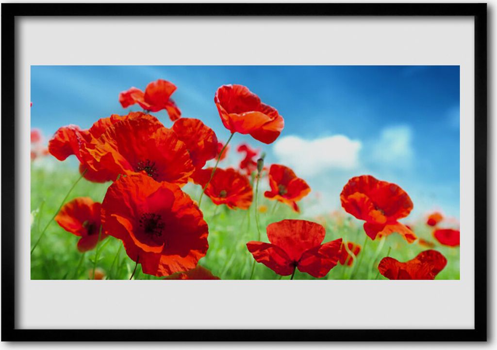 Bild 100x70 MDF-Rahmen Wandkunst Die Pflanze Mohn Natur Produktbild 