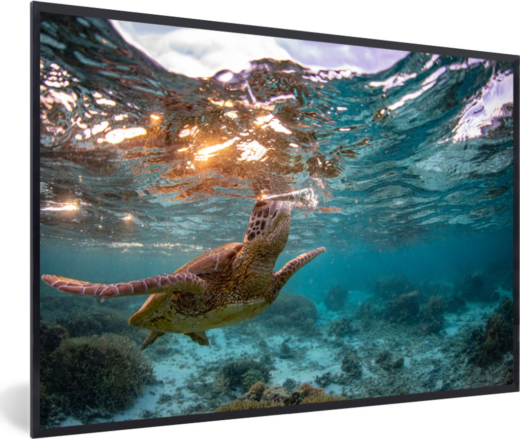 MuchoWow MuchoWow Gerahmtes Poster Meer - Schildkröte - Farben 30x20 cm - Poster mit zchwarzem Bilderrahmen - Kunstdruck - Bild-Poster