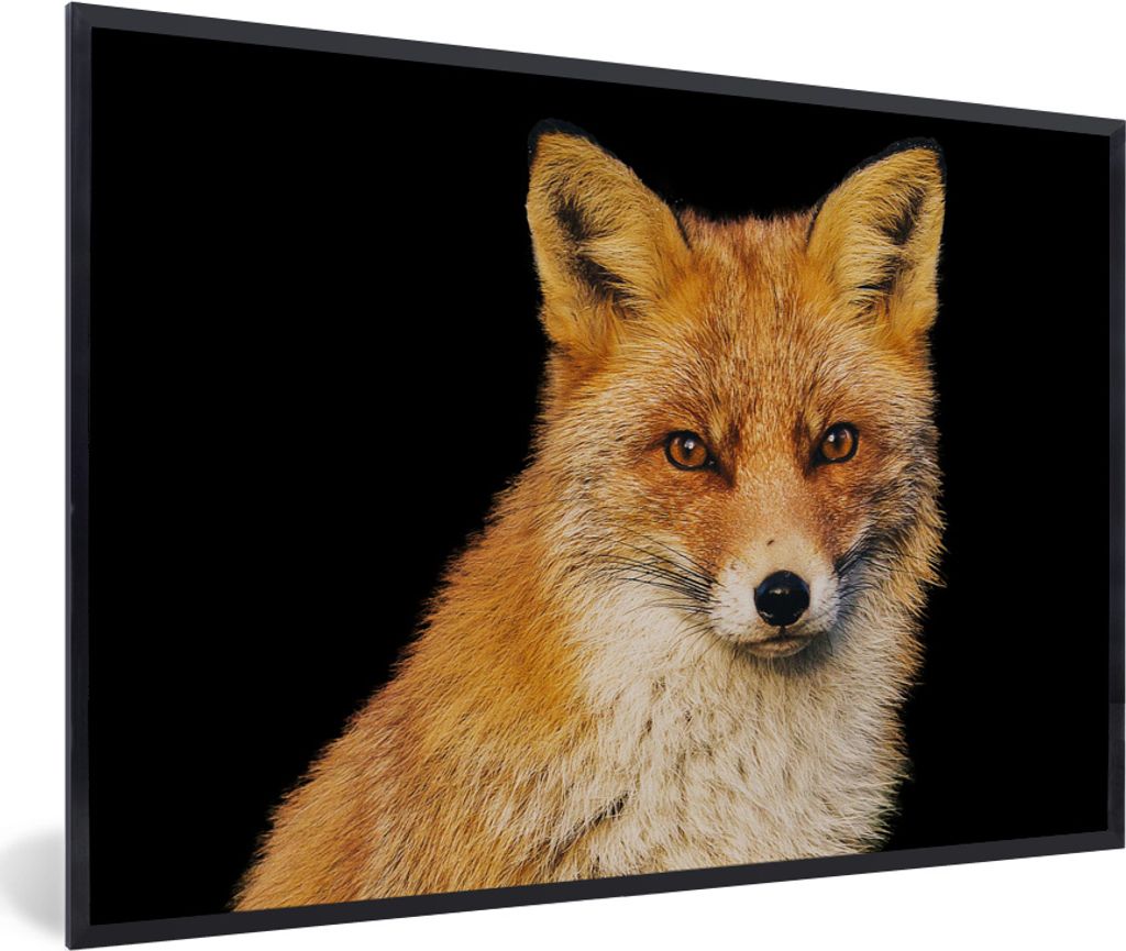 MuchoWow MuchoWow Gerahmtes Poster Fuchs - Rot - Schwarz 90x60 cm - Poster mit zchwarzem Bilderrahmen - Fotorahmen - Foto-Plakat