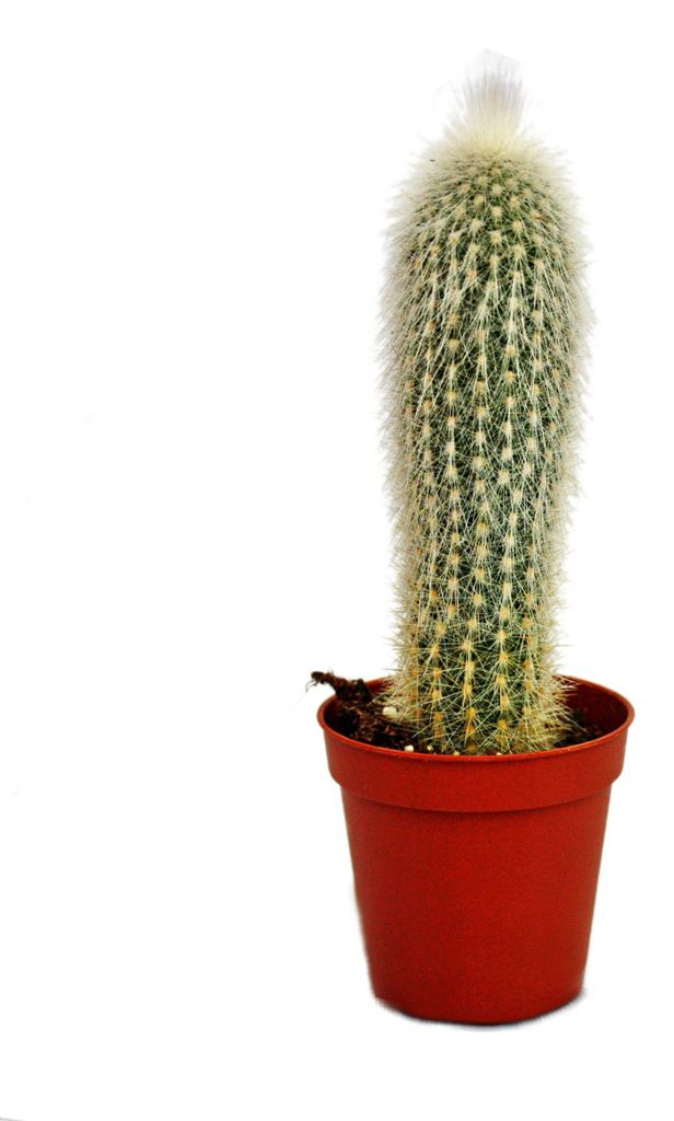 Cleistocactus strausii - Silberkerze - im 5,5cm Topf Produktbild 