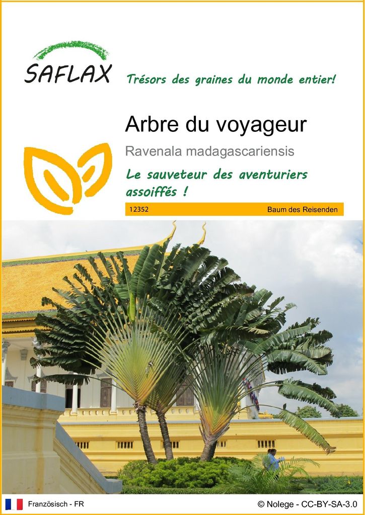 SAFLAX  - Arbre du voyageur - 8 graines - Ravenala Image du produit 