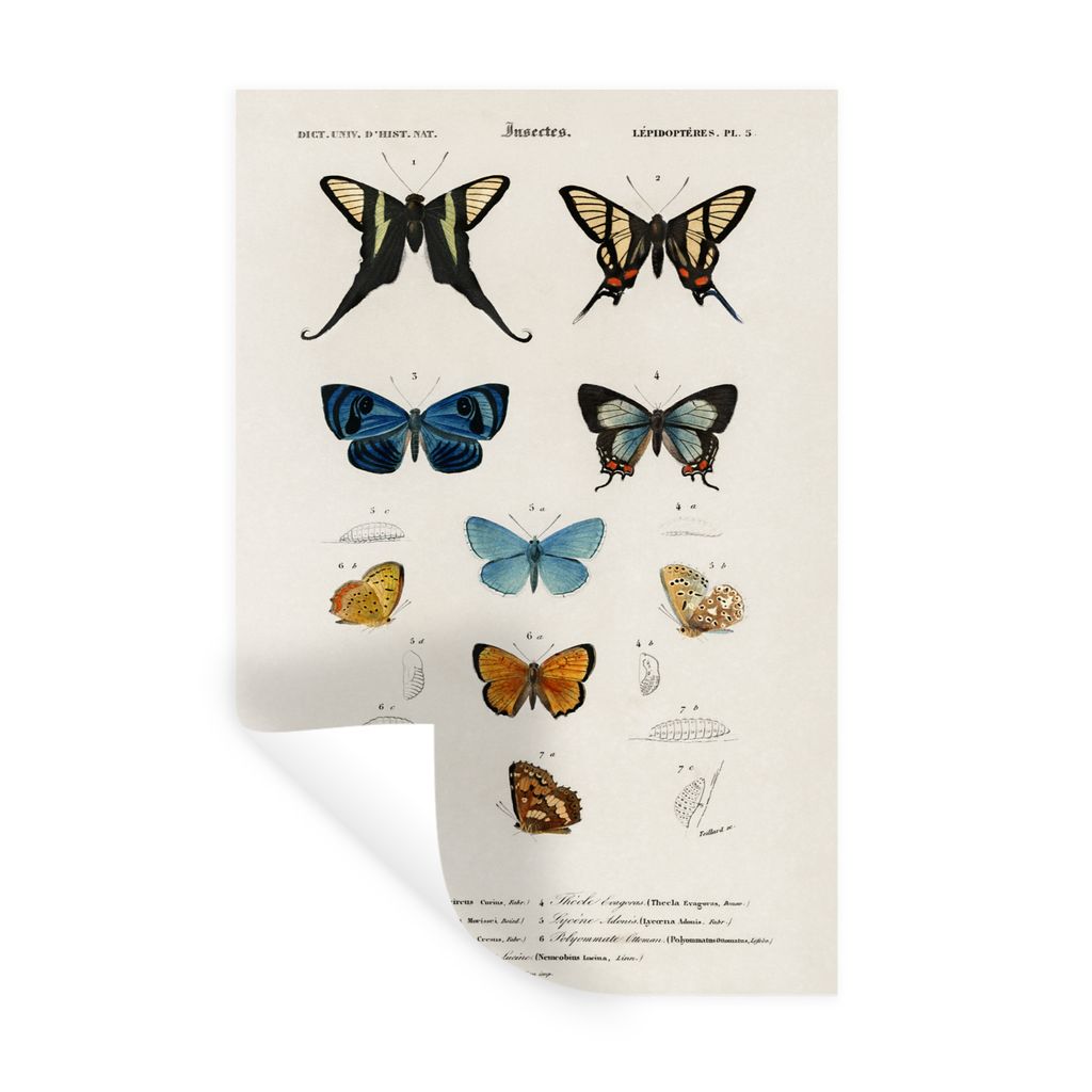 MuchoWow Wandtattoo Wandsticker Wandaufkleber Schmetterling - Vintage - Insekten 60x90 cm Selbstklebend und Repositionierbar - Sticker - Dekorfolie