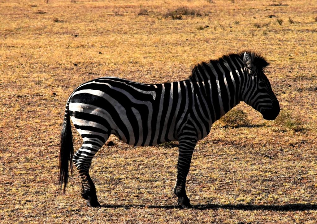 hansepuzzle 53313 - Zebra Puzzle, 260 Teile, Tierwelt, 41,0 x 28,0cm mit hochwertiger Aufbewahrung, Kartonbox und wiederverschließbarem Beutel
