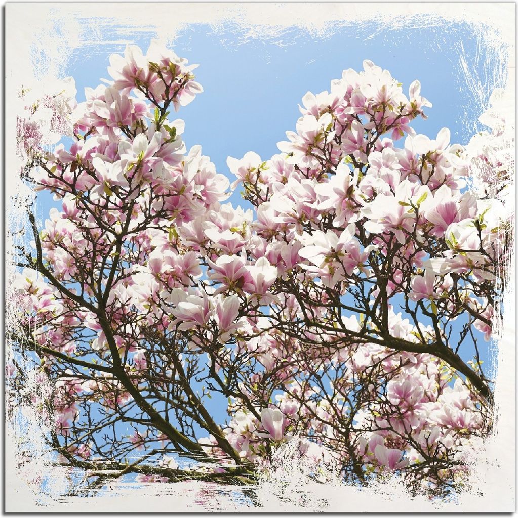 Kunstdrucke Wandbilder Holz in : Brillante Farben, Größe 50 x 50 cm Motiv Schöne rosa Magnolien-Blüten vor blauem Himmel
