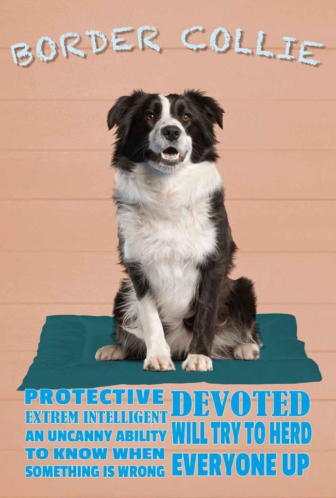 vianmo Holzschild 18x12 cm Border Collie Hund protective Tier Haustier