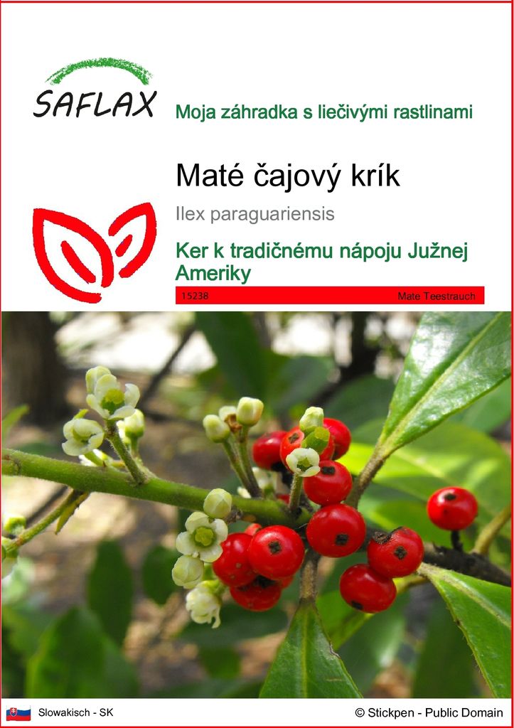 SAFLAX - Maté čajový krík - Ilex paraguariensis - 10 Semená Obrázok produktu 