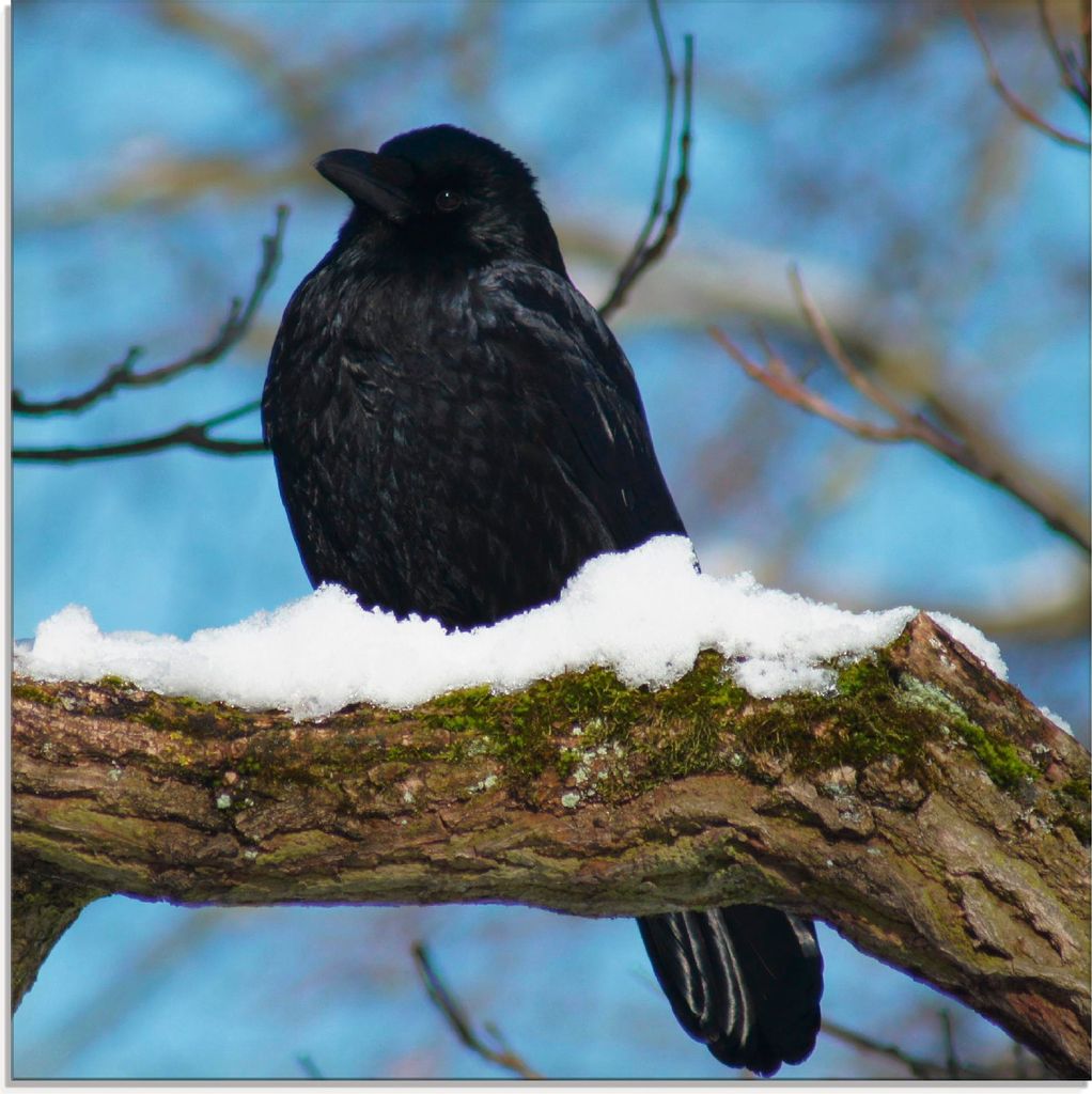 ARTland Glasbild Rabe im Winter Größe: 40x40 cm