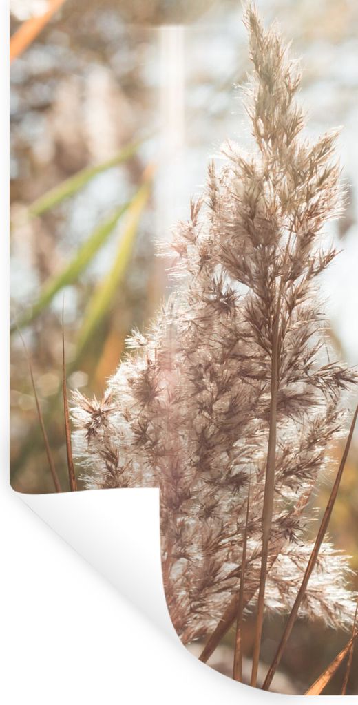 MuchoWow Wandtattoo Wandsticker Wandaufkleber Schilf - Sonne - Pflanze 60x120 cm Selbstklebend und Repositionierbar - Selbstklebend - Fototapeten