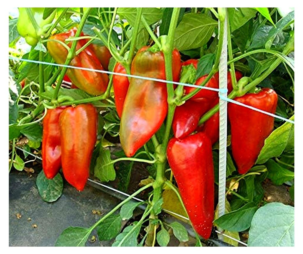 Paprikasamen Demetra F1 Spitzpaprika Portion