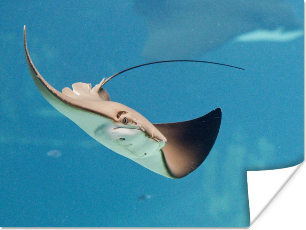 MuchoWow Poster Stachelrochen im blauen Ozean 160x120 cm - Foto Plakat