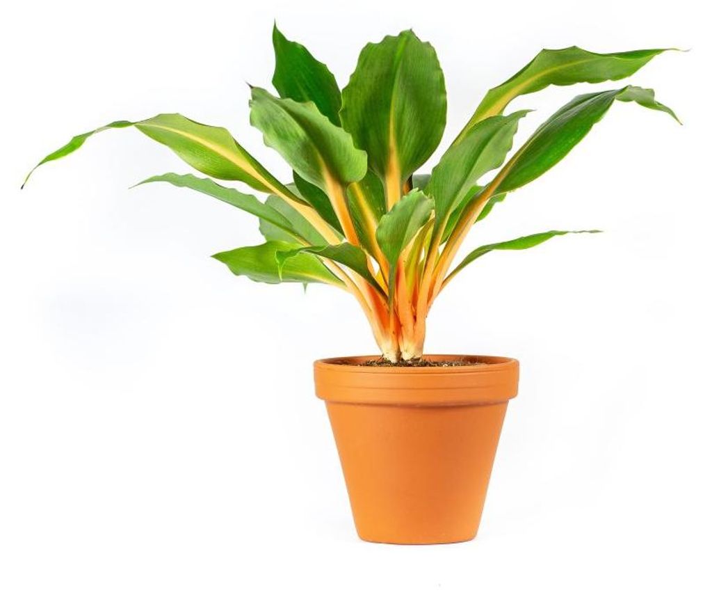 Gardners Chlorophytum Green Orange, Durchmesser 12 cm Produktbild 