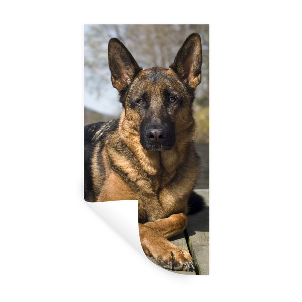 MuchoWow Wandtattoo Wandsticker Wandaufkleber Ein Deutscher Schäferhund auf einer Mole 20x40 cm Selbstklebend und Repositionierbar - Selbstklebe...