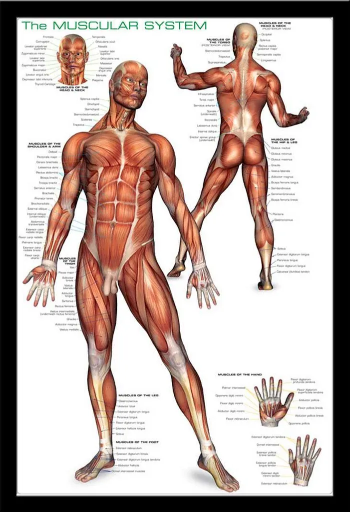 Affiche Système Musculaire de l'Homme avec Cadre Noir Shinsuke 61x91cm