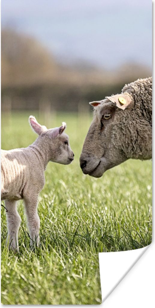 MuchoWow Poster Schafe - Gras - Lamm 75x150 cm - Dekoration für die Wände
