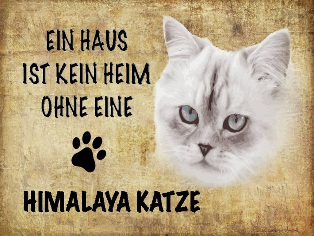 vianmo Holzschild 30x40 cm Himalaya Katze ohne kein Heim
