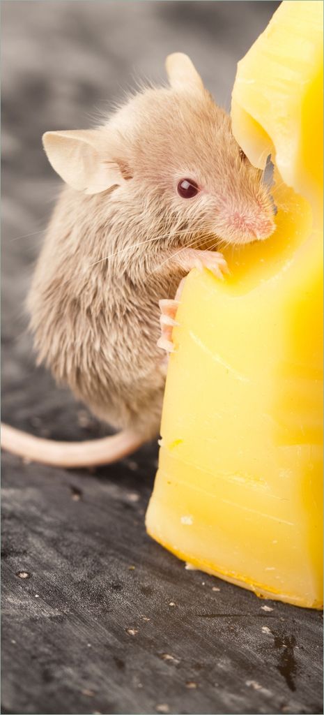 Türtapete Türposter Süße Maus knabbert an einem Käse in der Küche - Größe: 93 x 205 cm