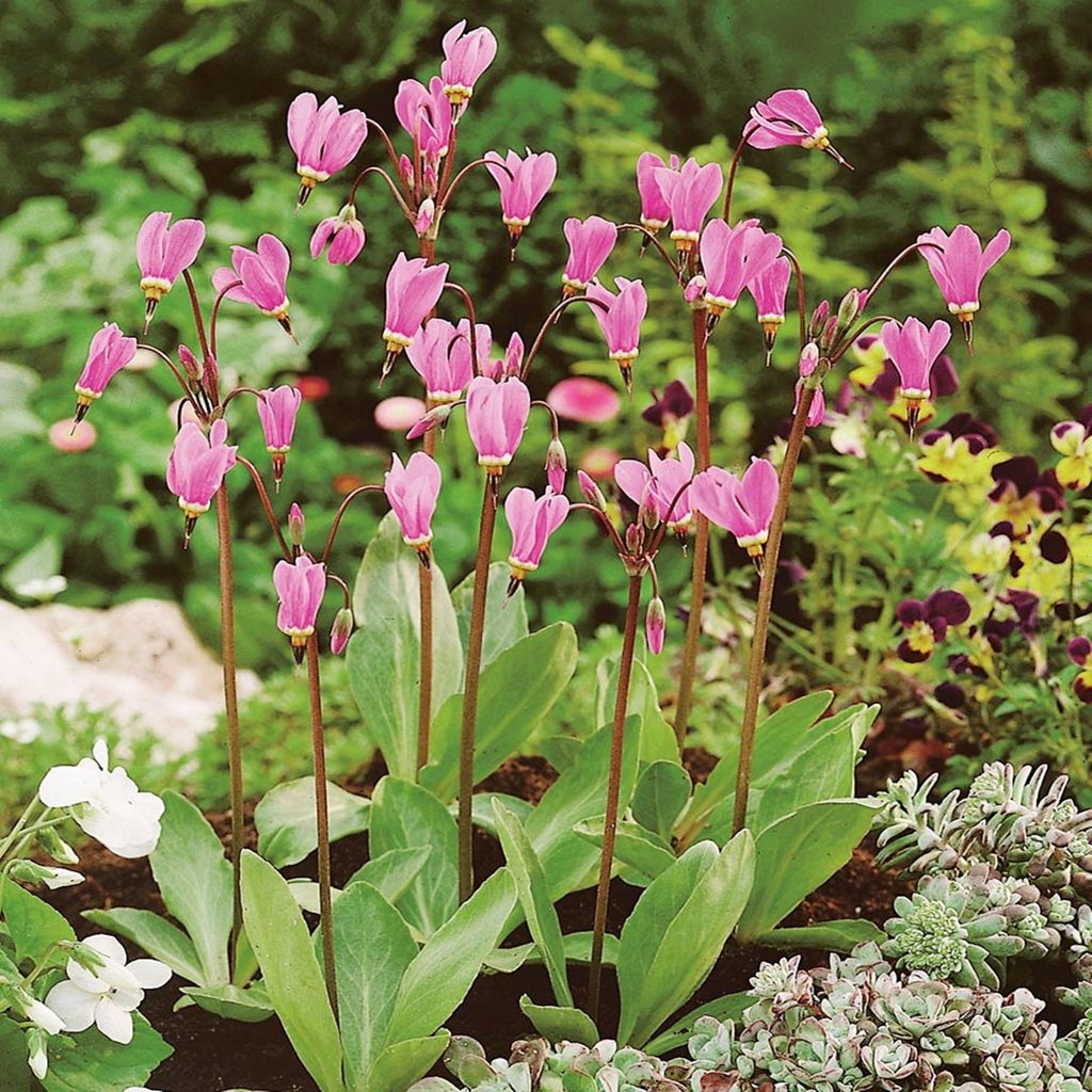 Dodecatheon Rhizom Meadia Götterblume Sternschnuppenblume Produktbild 