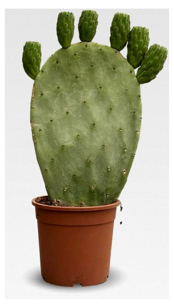 Attitude Jardin – Opuntia – Kakteen – 40-50 cm – 17 cm – Kakteen und Sukkulenten