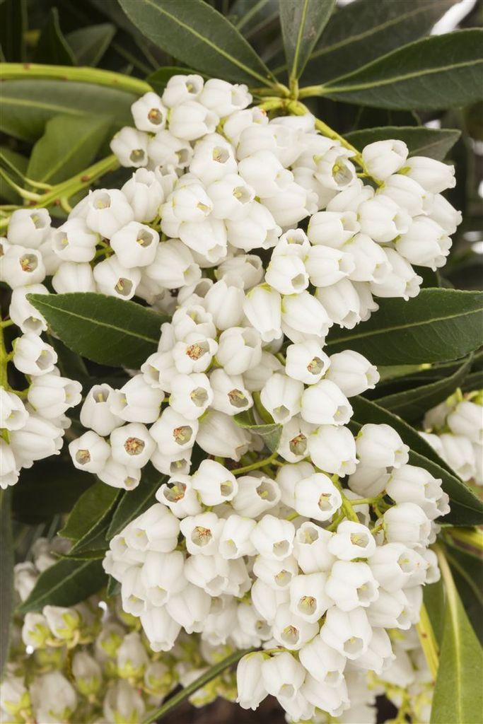 Pieris japonica 'Debutante', Japanische Lavendelheide, Produktbild 