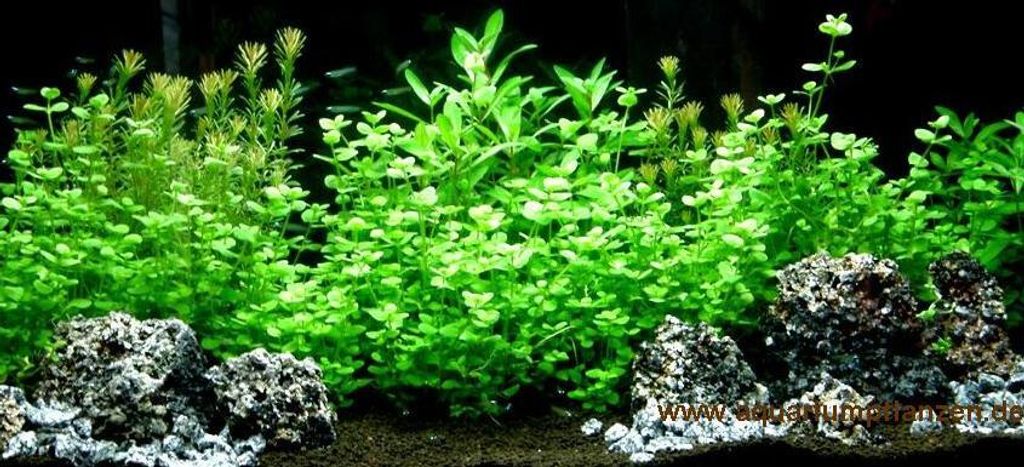 Aquarienpflanzen Sortiment für 150 l Aquarium (14)