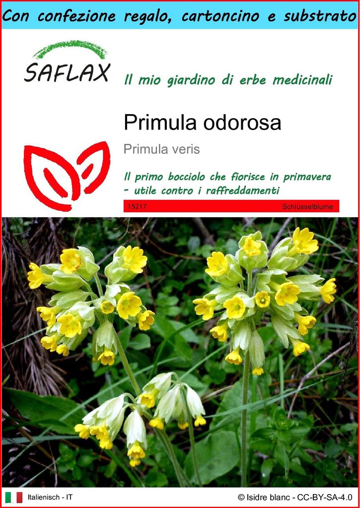 SAFLAX Set regalo - Primula odorosa - 100 semi - Primula Immagine del prodotto 