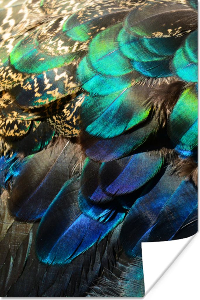 MuchoWow Poster Federn - Pfauenfedern - Pfau - Blau - Kunst 60x90 cm - Wanddekoration