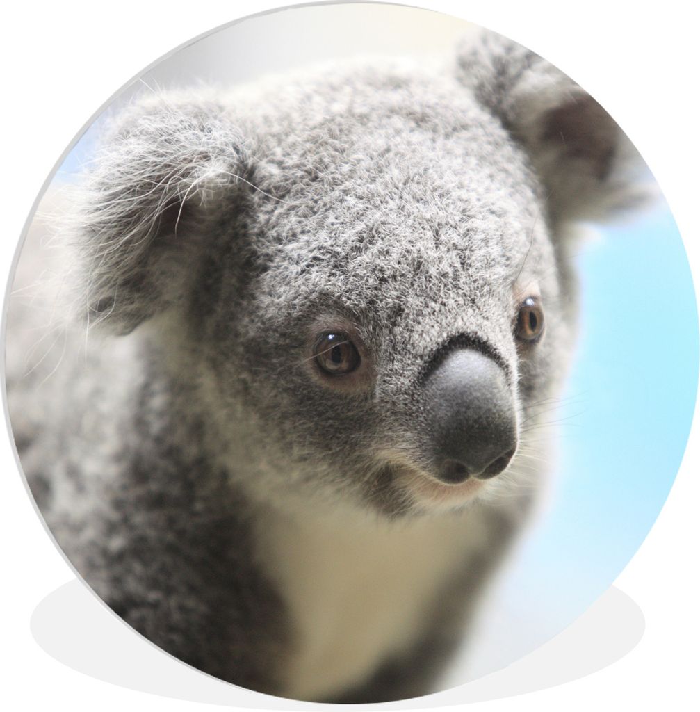 MuchoWow Rundes Wandbild - Runde Bilder Koala - Porträt - Tier - Kinder - Jungen - Mädchen Ø 60 cm Kreis Wanddekoration Kunststoff - Wandkreis...