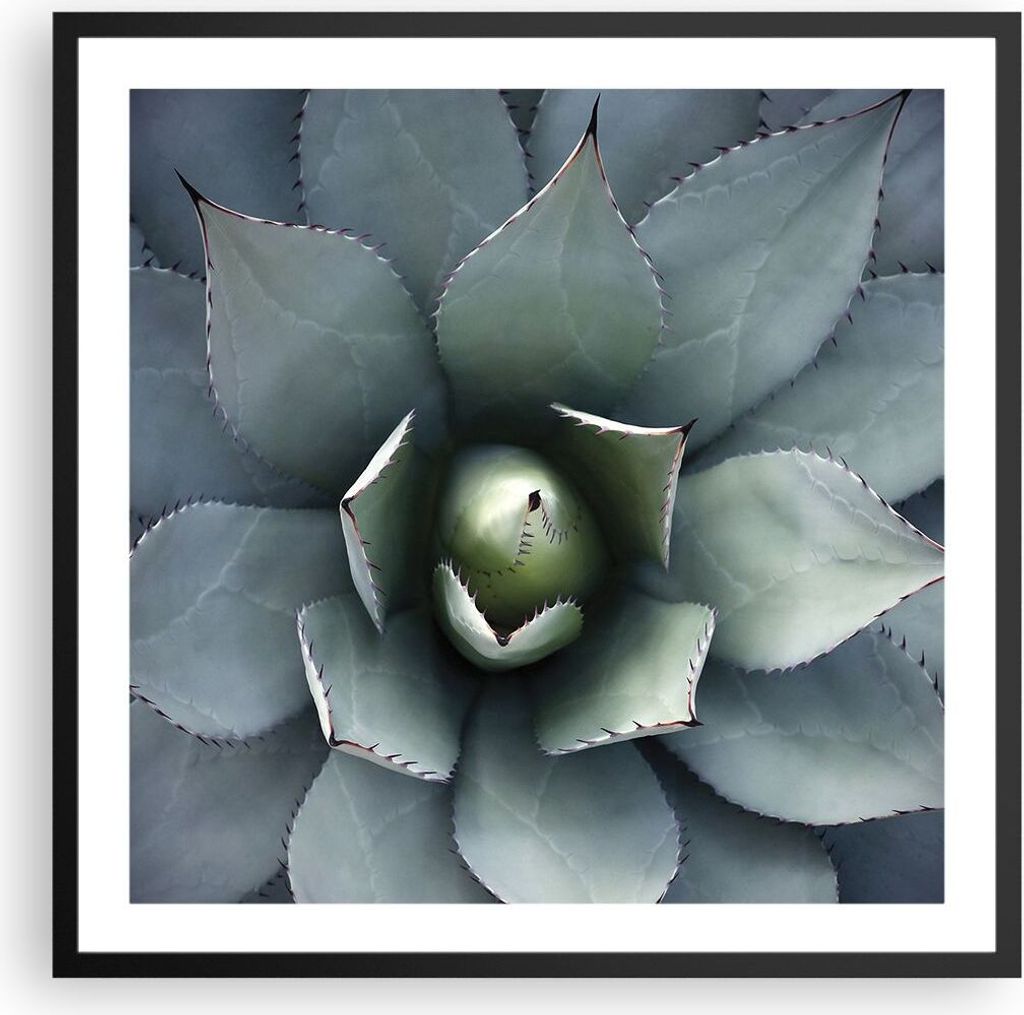 Gerahmtes Poster - Schwarzer Rahmen - Blau Blätter Agave - 60x60 cm - Wand Bild - Wanddeko - Wandbilder - Kunstposter - Wandposter - Bilderrahmen ...