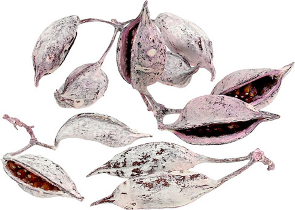 Brachyciton Brombeer Gefrostet Trauergesteck Deko 500g