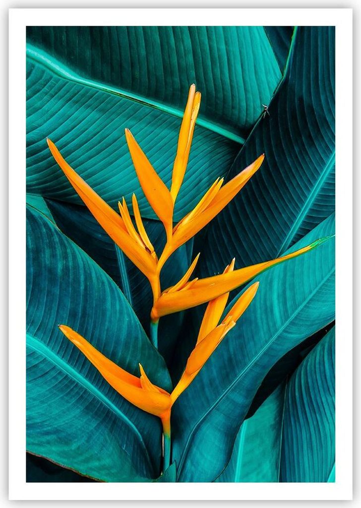 Poster - Poster ohne Rahmen - Blumen Tropen Blätter - 70x100 cm - Wand Bild - Wanddeko - Wandbilder - Kunstposter - Wandposter - Bilder - Kunstdru...